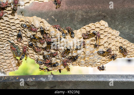 Wasp Nest mit Wespen darauf sitzt. Wespen polist. Stockfoto