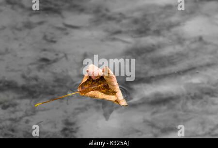 Einsamen Herbst Blatt schwebend im Wasser zu Beginn des Herbstes. Stockfoto