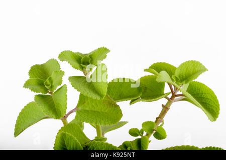 Indische Borretsch oder Land Borretsch (Plectranthus amboinicus) Stockfoto