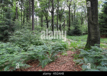 Stille Tag im Buchenwald Stockfoto