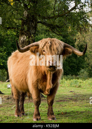 Highland Kuh an hothfield gemeinsame Naturschutzgebiet, Kent Stockfoto