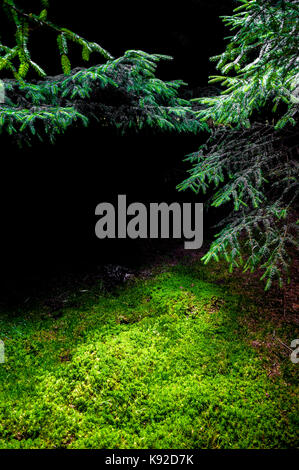Woodland Clearing in einem Pinienwald mit Licht shinging auf ein Moos bedeckten Boden. Stockfoto