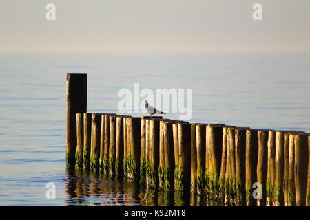 Die Leiste an der Ostsee Strand von Ustronie Morskie, Polen in der Abendsonne Stockfoto