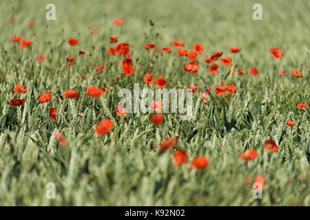 Malerische close-up Feld auf flachem Ackerland - hell roter Mohn Blumen wachsen neben Weizen (obere Poppleton, in der Nähe von York, Yorkshire, England, UK). Stockfoto