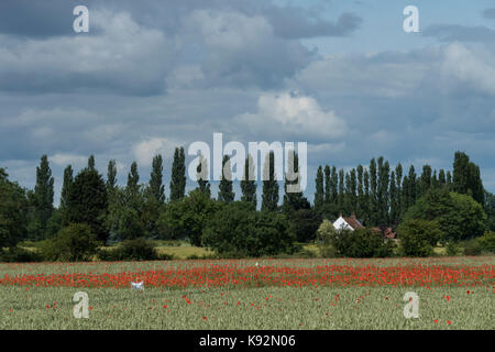 Malerischer Blick auf Feld von Weizen (Bereich eingezäunt, wo helle rote Mohnblumen auf landwirtschaftlich genutzten Flächen wachsen) - obere Poppleton, in der Nähe von York, North Yorkshire, England, UK. Stockfoto