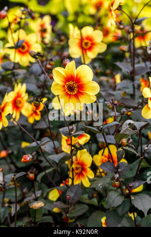 Dahlie 'Moonfire' in Blume, Blütenblätter gelb, orange bis rot, im September an RHS Garden Rosemoor, North Devon, England. Stockfoto