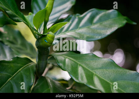 Oleander Hawk Moth Caterpillar Fütterung auf einer Anlage mit Grün glänzenden Blättern. Grüne Raupe gut getarnt. Schuß in Phnom Penh, Kambodscha. Stockfoto