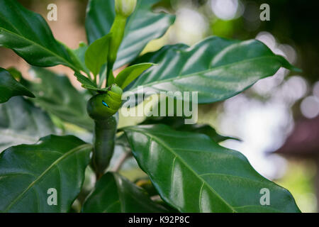 Oleander Hawk Moth Caterpillar Fütterung auf einer Anlage mit Grün glänzenden Blättern. Grüne Raupe gut getarnt. Schuß in Phnom Penh, Kambodscha. Stockfoto