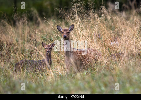 Weibliche sika Reh mit Kitz in einem Wald in Dänemark, Europa Stockfoto