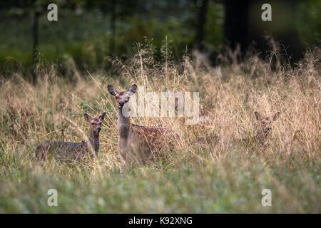 Weibliche sika Reh mit Kitz in einem Wald in Dänemark, Europa Stockfoto