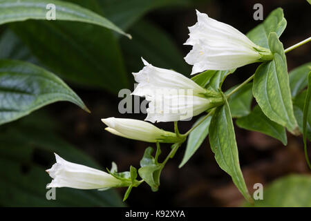 Weiß Herbst Blumen Der winterharte Staude willow Enzian, Gentiana asclepiadea 'Alba' Stockfoto