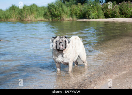 Süße Mops Welpen hund Schwimmen und Spielen im Wasser draußen im Park Stockfoto