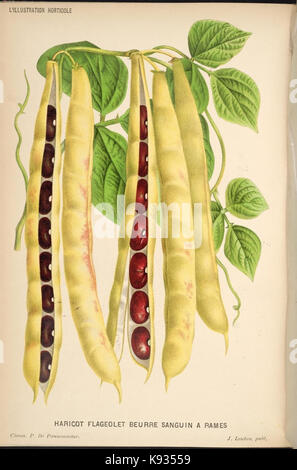Diese Platte von „L'Illustration horticole“ zeigt detaillierte botanische Illustrationen, die verschiedene Pflanzenarten und Gartenbautechniken aus dem 19. Jahrhundert zeigen. Stockfoto