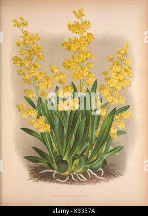 Lindenia Iconographie des Orchidees Platte 126 Stockfoto