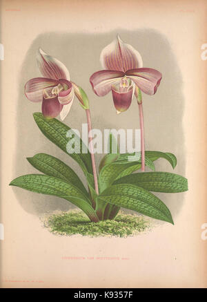 Lindenia Iconographie des Orchidees Platte 130 Stockfoto