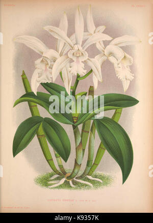 Lindenia Iconographie des Orchidees Platte 133 Stockfoto