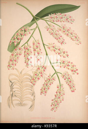 Lindenia Iconographie des Orchidees Platte 139 Stockfoto