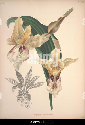 Lindenia Iconographie des Orchidees Platte 352 Stockfoto