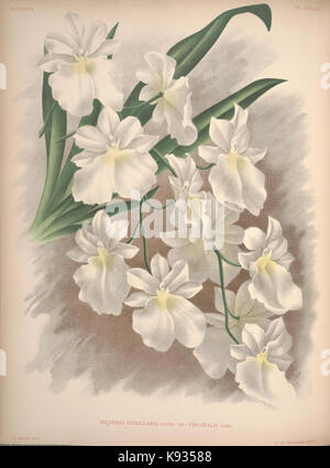 Lindenia Iconographie des Orchidees Platte 354 Stockfoto