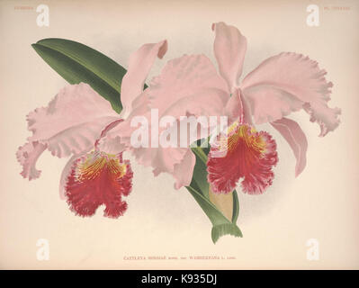 Lindenia Iconographie des Orchidees Platte 433 Stockfoto