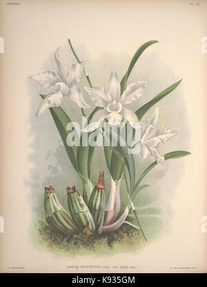 Lindenia Iconographie des Orchidees Platte 501 Stockfoto