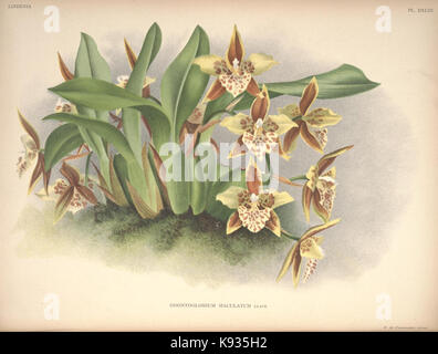 Lindenia Iconographie des Orchidees Platte 543 Stockfoto