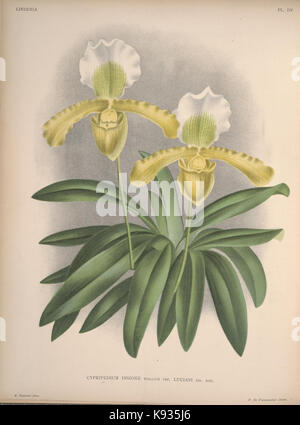 Lindenia Iconographie des Orchidees Platte 505 Stockfoto