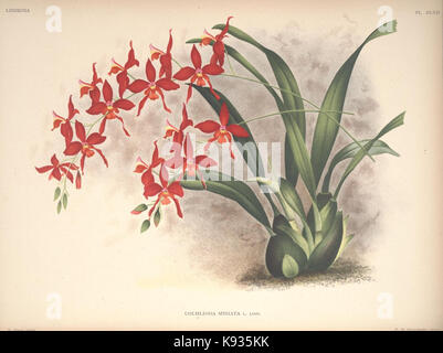Lindenia Iconographie des Orchidees Platte 562 Stockfoto