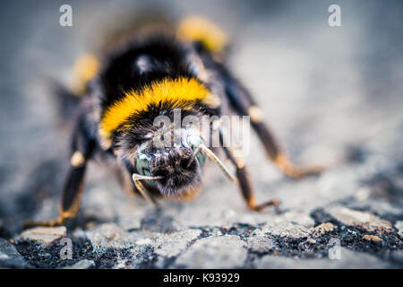 Makro Nahaufnahme von einer Biene in einem Naturschutzgebiet Stockfoto