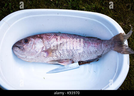Vorbereitung grosse zahnbrassen Fisch zum grillen kochen mit Picknick im Freien. Salzen und wickeln einen riesigen Fisch in Alufolie, immer bereit für Grill Grilli Stockfoto
