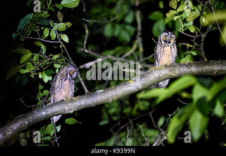 Zwei kurze oder lange eared Eulen sitzen auf einem Ast. Asio otus oder Asio flammeus mit gelben Augen sitzen auf einem Nussbaum in der Nacht im städtischen Bereich. Stockfoto