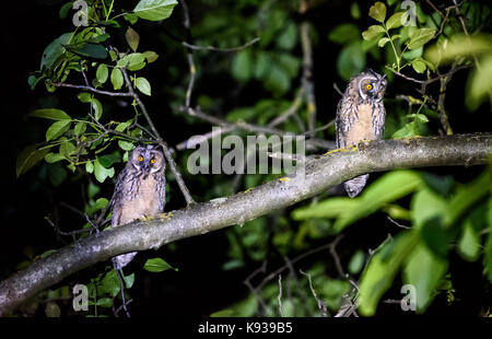 Zwei kurze oder lange eared Eulen sitzen auf einem Ast. Asio otus oder Asio flammeus mit gelben Augen sitzen auf einem Nussbaum in der Nacht im städtischen Bereich. Stockfoto
