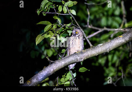 Kurze oder lange eared owl Sitzen auf einem Ast. Asio otus oder Asio flammeus mit gelben Augen sitzen auf einem Nussbaum in der Nacht im städtischen Bereich. Stockfoto