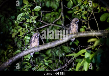 Zwei kurze oder lange eared Eulen sitzen auf einem Ast. Asio otus oder Asio flammeus mit gelben Augen sitzen auf einem Nussbaum in der Nacht im städtischen Bereich. Stockfoto