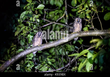 Zwei kurze oder lange eared Eulen sitzen auf einem Ast. Asio otus oder Asio flammeus mit gelben Augen sitzen auf einem Nussbaum in der Nacht im städtischen Bereich. Stockfoto