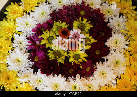 Tennekumbura Kandy Sri Lanka Earl's Regency Hotel Blumen Stockfoto