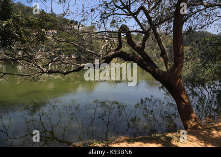 Kandy Sri Lanka Kiri Muhuda großen künstlichen See In 1807 durch Sri Wickrama Rajasinha indischen Kormoran Birdsduring Brutzeit im Strukturbaum erzeugt über Stockfoto