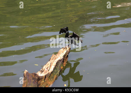 Kandy Sri Lanka indischer Kormoran mit weißen Ohrbüschel während der Brutzeit Kandy Lake Kiri Muhuda Stockfoto