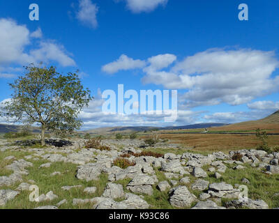 Ingleborough, einer der Drei Zinnen, Yorkshire Yorkshire Dales National Park, Yorkshire, England Stockfoto