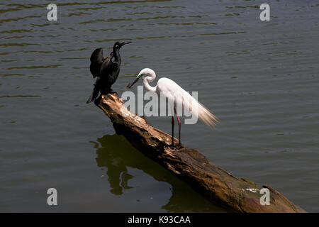 Kandy Sri Lanka östlichen Silberreiher und indischen Kormoran während der Brutzeit auf See von Kandy Kiri Muhuda großen künstlichen See In 1807 durch Sri erstellt Stockfoto