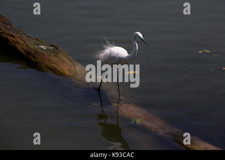 Kandy Sri Lanka östlichen Silberreiher während der Brutzeit auf See von Kandy Kiri Muhuda großen künstlichen See In 1807 Erstellt von Sri Wickrama Rajasinha Stockfoto