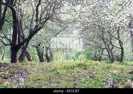 zeitigen Frühjahr blühenden Apfelbaum mit leuchtend weißen Blüten Stockfoto
