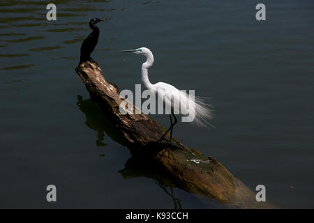 Kandy Sri Lanka östlichen Silberreiher und indischen Kormoran während der Brutzeit auf See von Kandy Kiri Muhuda großen künstlichen See In 1807 durch Sri erstellt Stockfoto