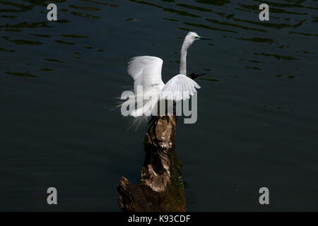 Kandy Sri Lanka östlichen Silberreiher und indischen Kormoran während der Brutzeit auf See von Kandy Kiri Muhuda großen künstlichen See In 1807 durch Sri erstellt Stockfoto