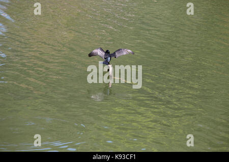 Kandy Sri Lanka indischer Kormoran während der Brutzeit auf See von Kandy Kiri Muhuda großen künstlichen See In 1807 Erstellt von Sri Wickrama Rajasinha Stockfoto