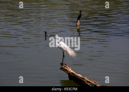 Kandy Sri Lanka östlichen Silberreiher und indischen Kormorane am See von Kandy Kiri Muhuda großen künstlichen See In 1807 Erstellt von Sri Wickrama Rajasinha Stockfoto