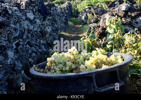 Weinberge Madalena Insel Pico Azoren Portugal Europa Stockfoto