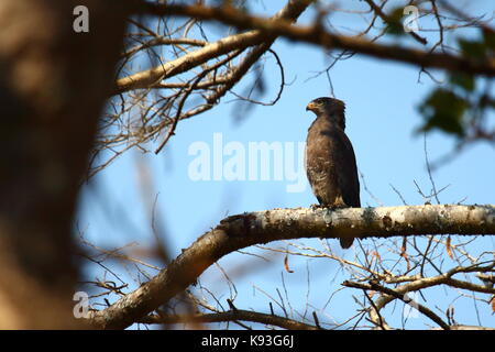 Western Banded Snake - Adler, Circaetus cinerascens, Lusaka Sambia Stockfoto