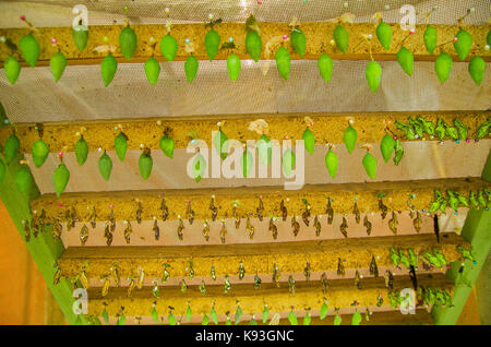 Schmetterlinge in einer Phase der Puppe in Mariposario das Schmetterlingshaus in Mindo, Ecuador Stockfoto