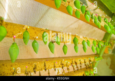 Schmetterlinge in einer Phase der Puppe in Mariposario das Schmetterlingshaus in Mindo, Ecuador Stockfoto